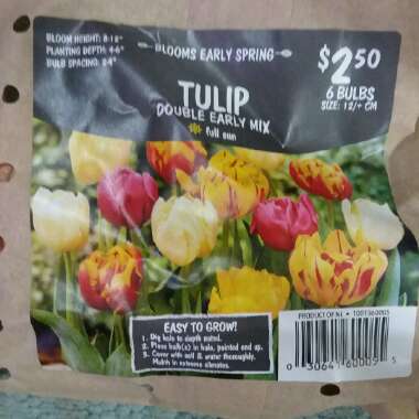 Tulipa (Double Early Group)