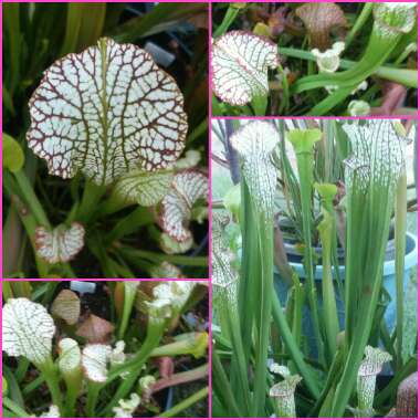 Sarracenia leucophylla 'Tarnok'