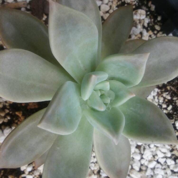 Plant image Graptopetalum Marquise de Sevigne