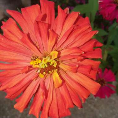 Zinnia elegans