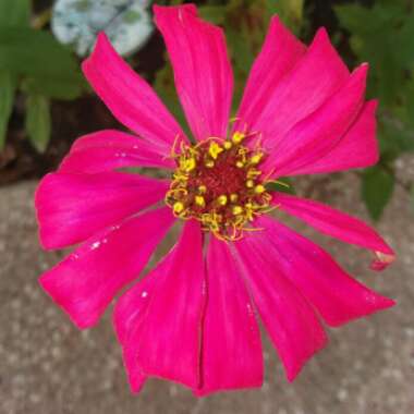 Zinnia elegans