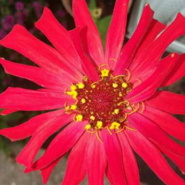 Zinnia elegans