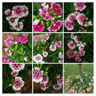 Dianthus 'Festival White Flame'