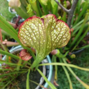 Sarracenia 'Night Sky' x leucophylla