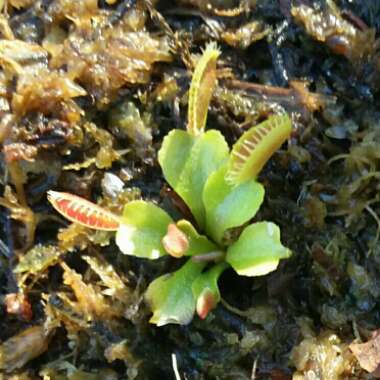 Dionaea muscipula