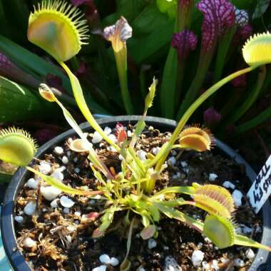 Dionaea muscipula