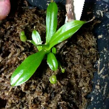 Nepenthes ventricosa