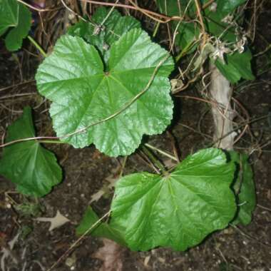 Malva Sylvestris 'Zebrina' syn. Alcea rosea 'Zebrina'