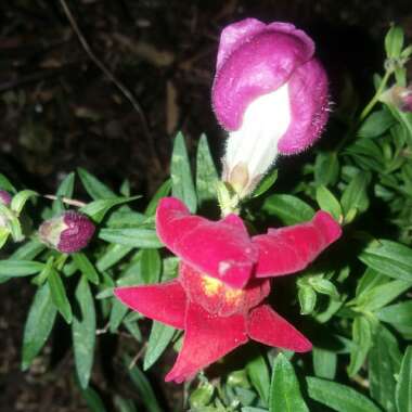 Antirrhinum majus 'Antiquity Mix' (Antiquity Series)