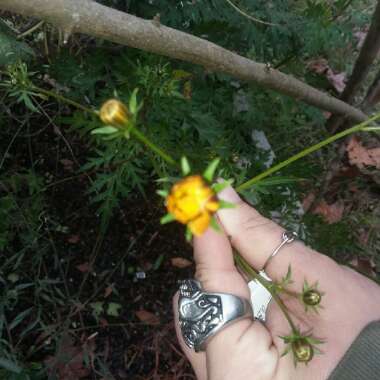 Cosmos Sulphureus 'Bright Lights' (Mixed)