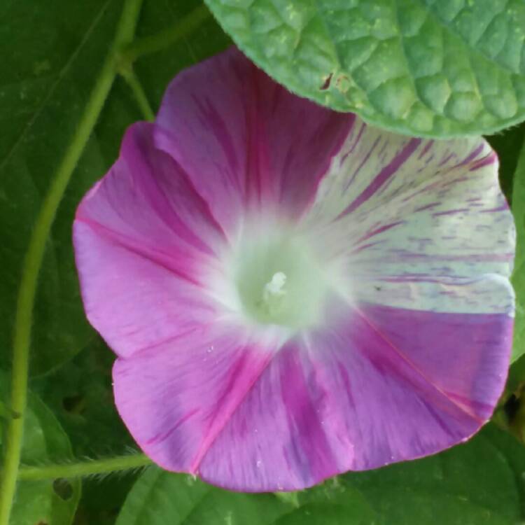 Plant image Ipomoea purpurea 'Carnival de Venezia'