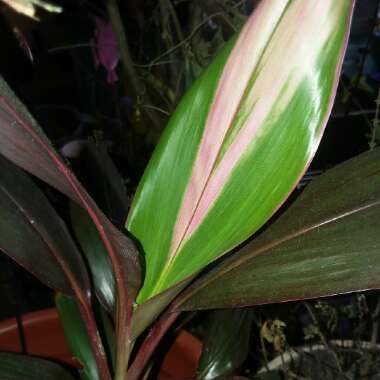 Cordyline fruticosa 'Maria'