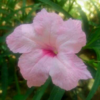 Ruellia Brittoniana