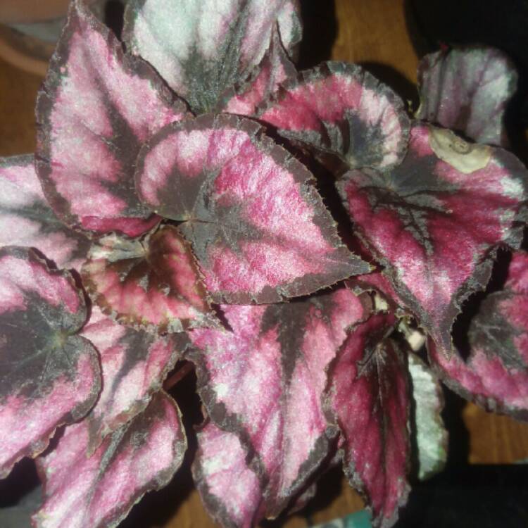 Plant image Begonia (Rex Cultorum Group) 'Harmony's Red Robin' syn. Begonia rex 'Harmony's Red Robin'