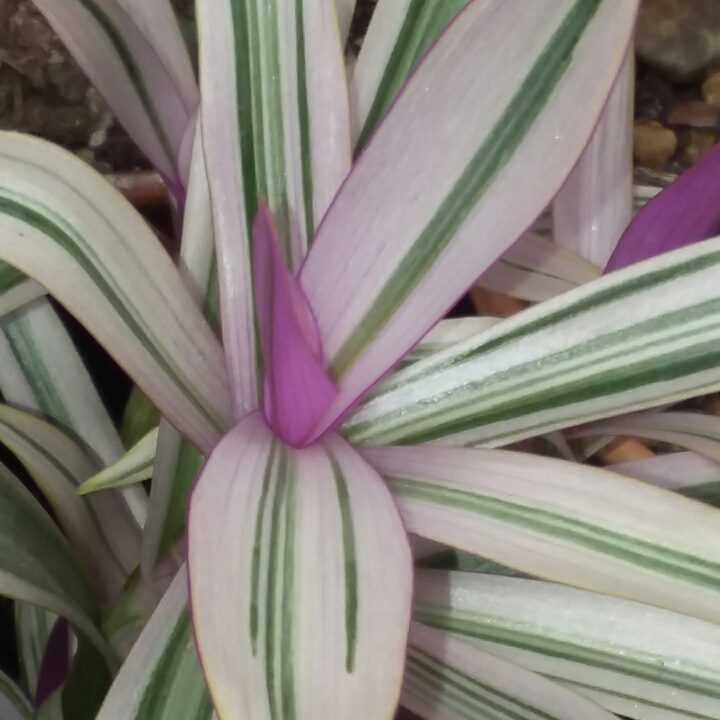 Plant image Tradescantia spathacea 'Versicolor' syn. Tradescantia spathacea 'Tricolor', Rhoeo spathacea 'Tricolor'