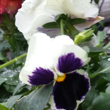 Viola Cornuta sorbet XP 'White Blotch'