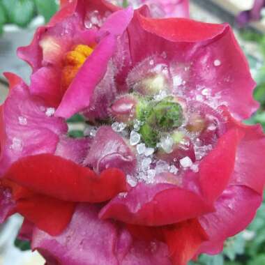 Antirrhinum majus 'PAS409646' (Snapshot Series) syn. Antirrhinum majus 'Snapshot Red'