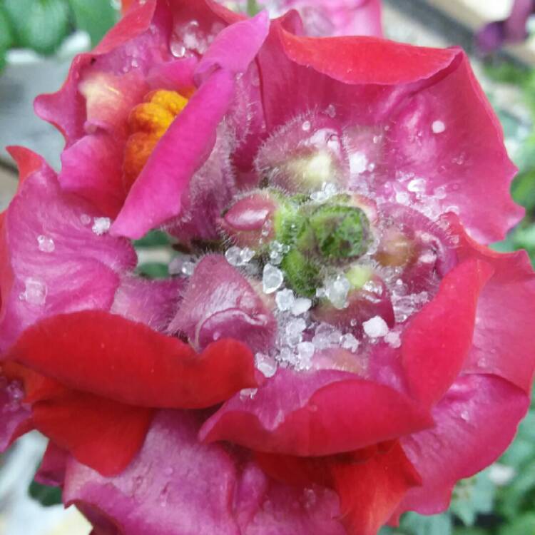 Plant image Antirrhinum majus 'PAS409646' (Snapshot Series) syn. Antirrhinum majus 'Snapshot Red'