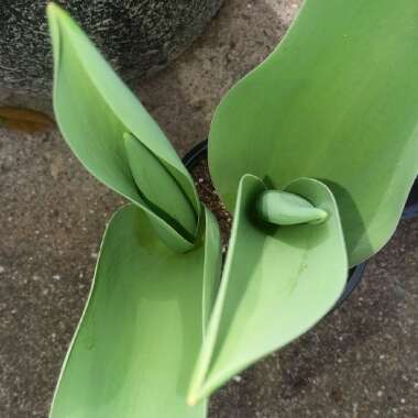 Tulipa 'Apeldoorn'