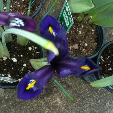 Iris 'Joyce' syn. Iris reticulata 'Joyce'