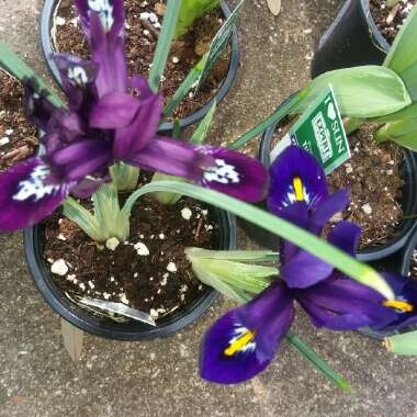 Iris 'Pauline' syn. Iris reticulata 'Pauline'