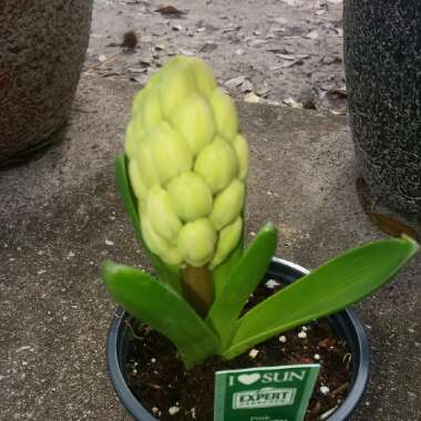 Hyacinthus orientalis 'Fondant'