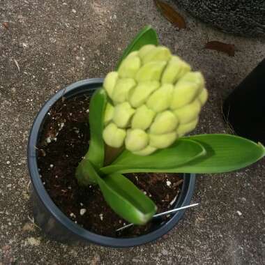 Hyacinthus orientalis 'Fondant'