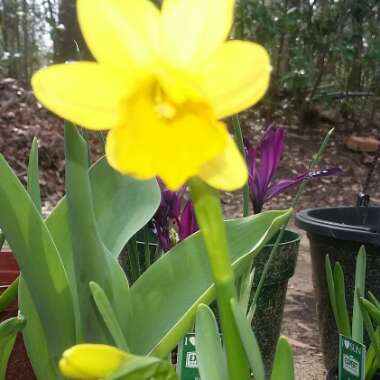 Narcissus 'Tête-à-Tête'