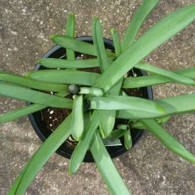 Pseudomuscari azureum syn. Muscari Azureum