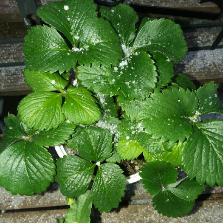 Plant image Fragaria x ananassa 'Ozark Beauty'