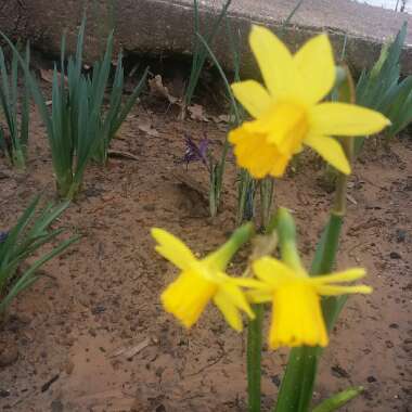 Narcissus 'Tête-à-Tête'