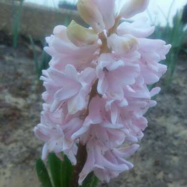 Hyacinthus orientalis 'Pink Pearl'