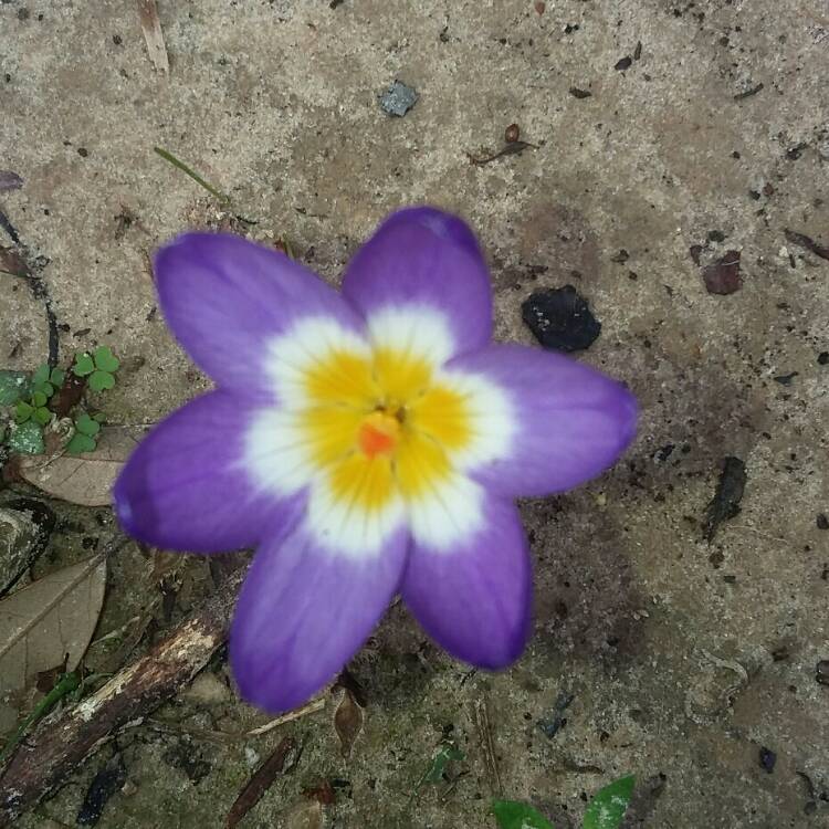 Plant image Crocus sieberi subsp. atticus