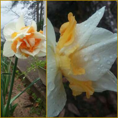 Narcissus 'Replete'