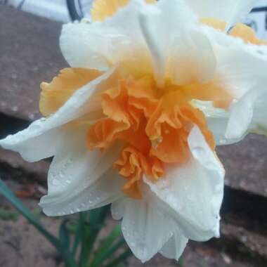 Narcissus 'Replete'