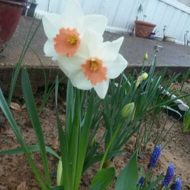 Narcissus 'Pink Smiles'