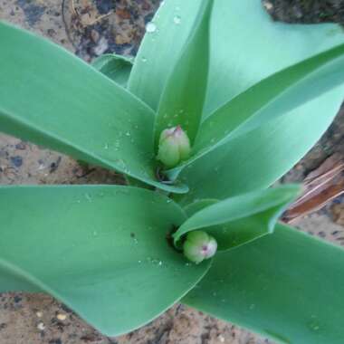 Tulipa 'Apeldoorn'