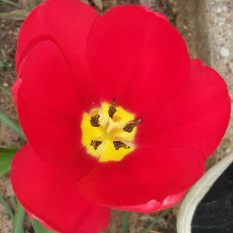 Plant image Tulipa 'Apeldoorn'