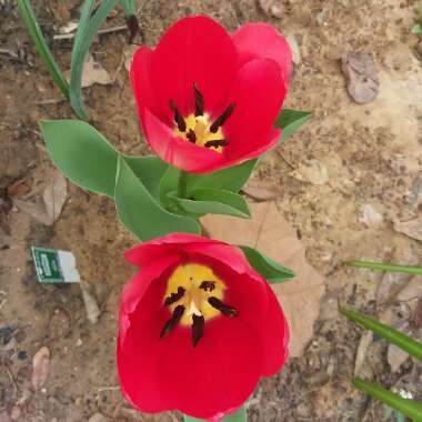 Tulipa 'Apeldoorn'