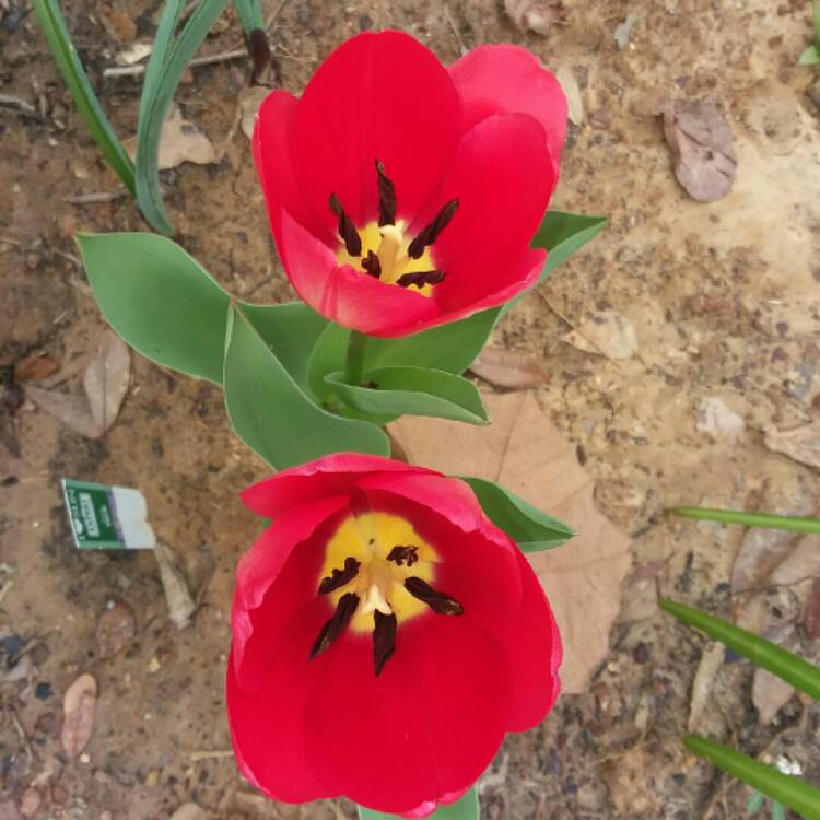 Plant image Tulipa 'Apeldoorn'