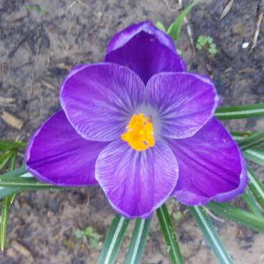 Crocus