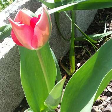 Tulipa 'Van Eijk'