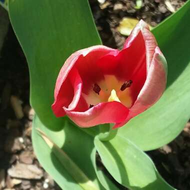 Tulipa 'Van Eijk'