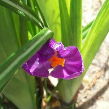 Crocus vernus 'Grand Maitre'