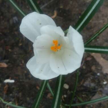 Crocus vernus subsp. albiflorus syn. Crocus albiflorus