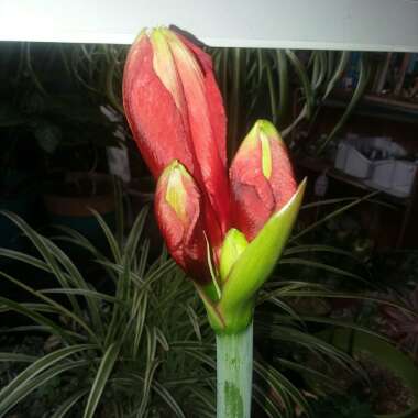 Hippeastrum 'Ferrari'