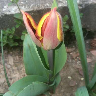 Tulipa 'Gavota'