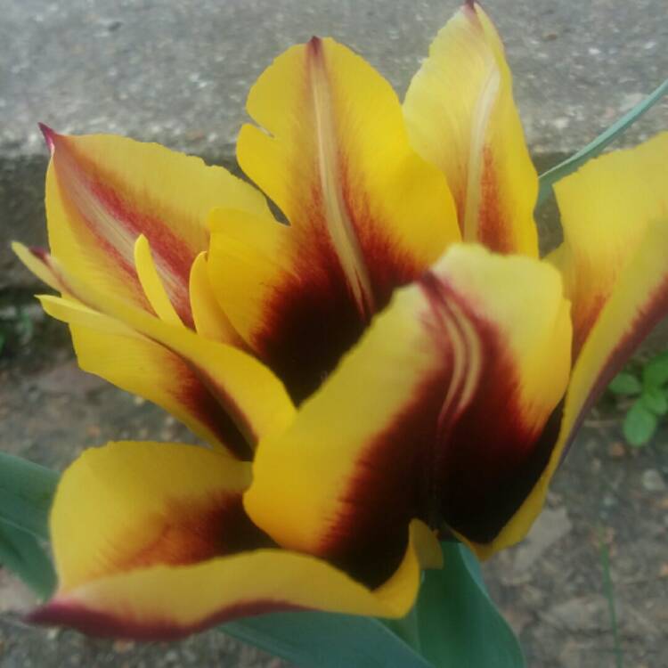 Plant image Tulipa 'Gavota'