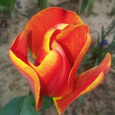 Tulipa 'Denmark'