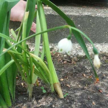 Leucojum vernum